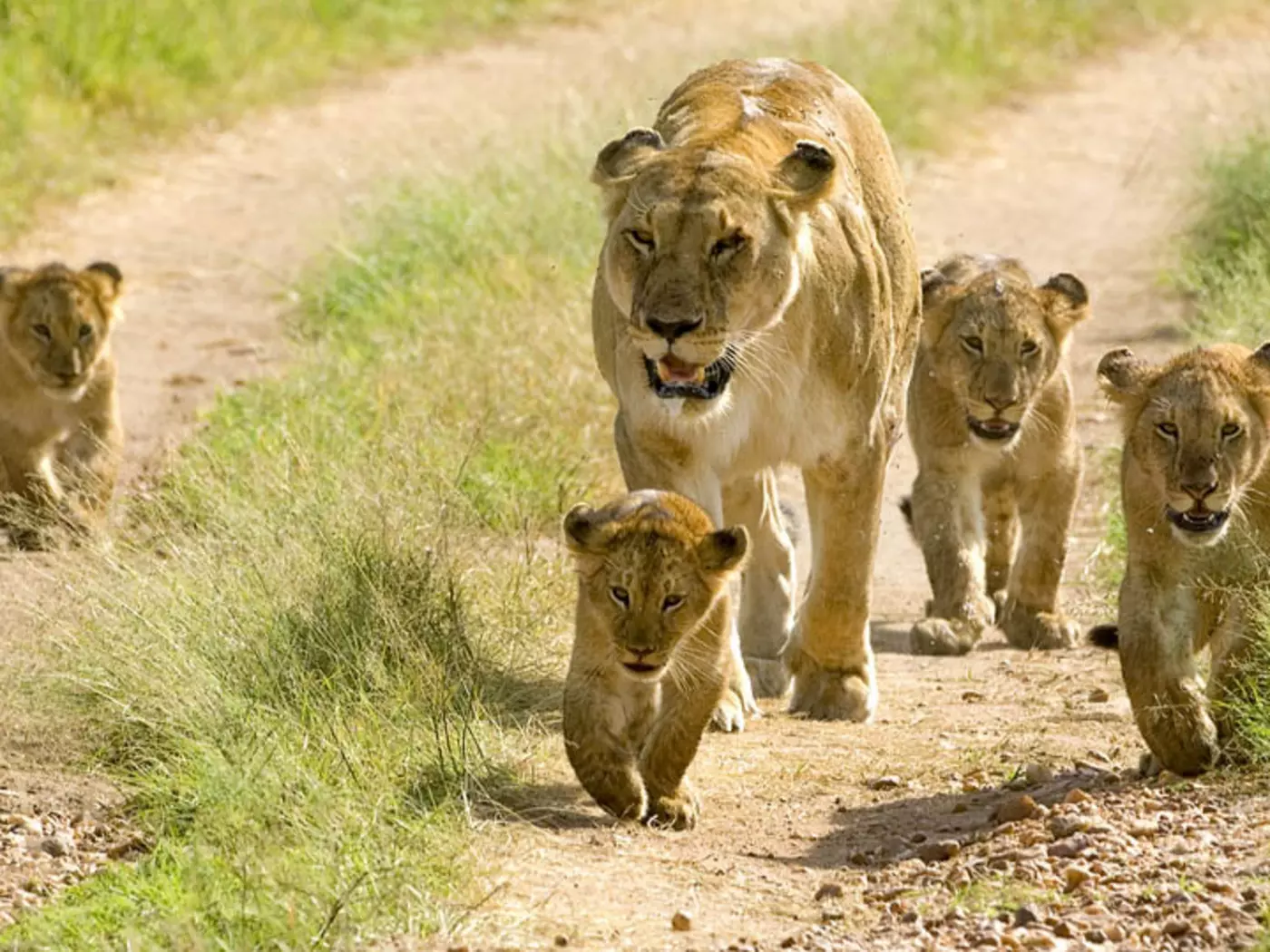 Lioness walking her cubs through the Masai Mara