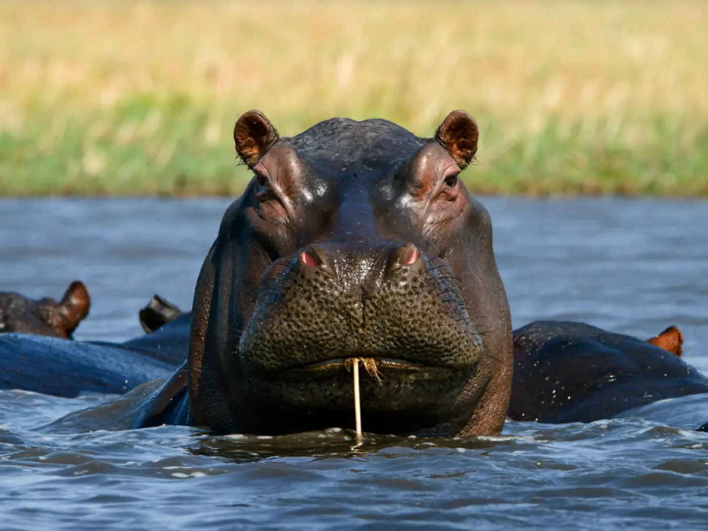 Hippo on the Zambezi in Livingstone