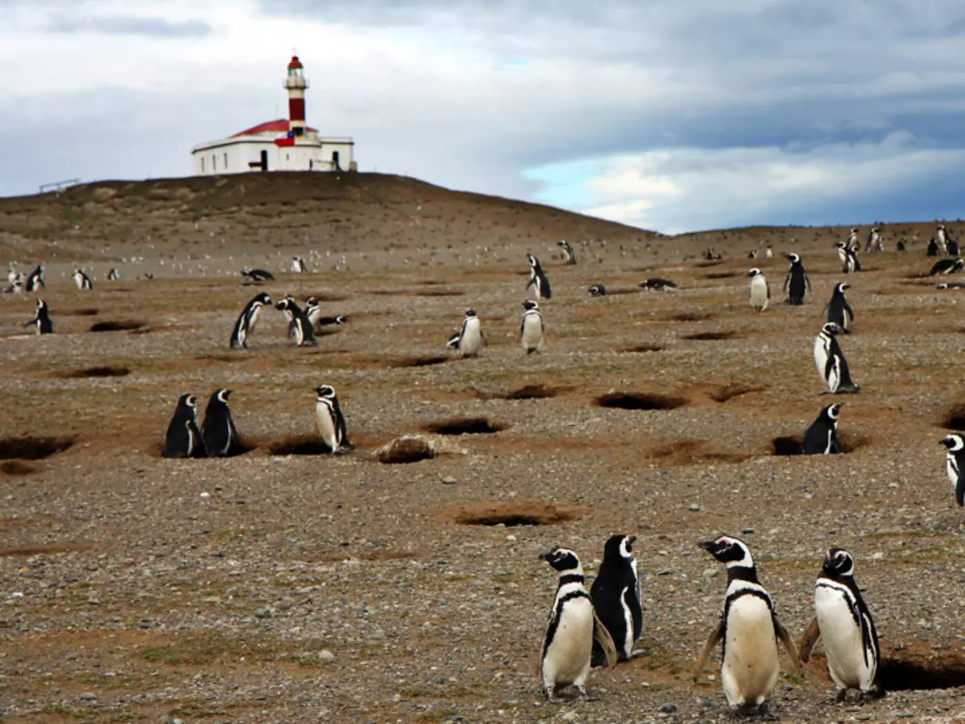 Magellan penguins, Punta Arenas