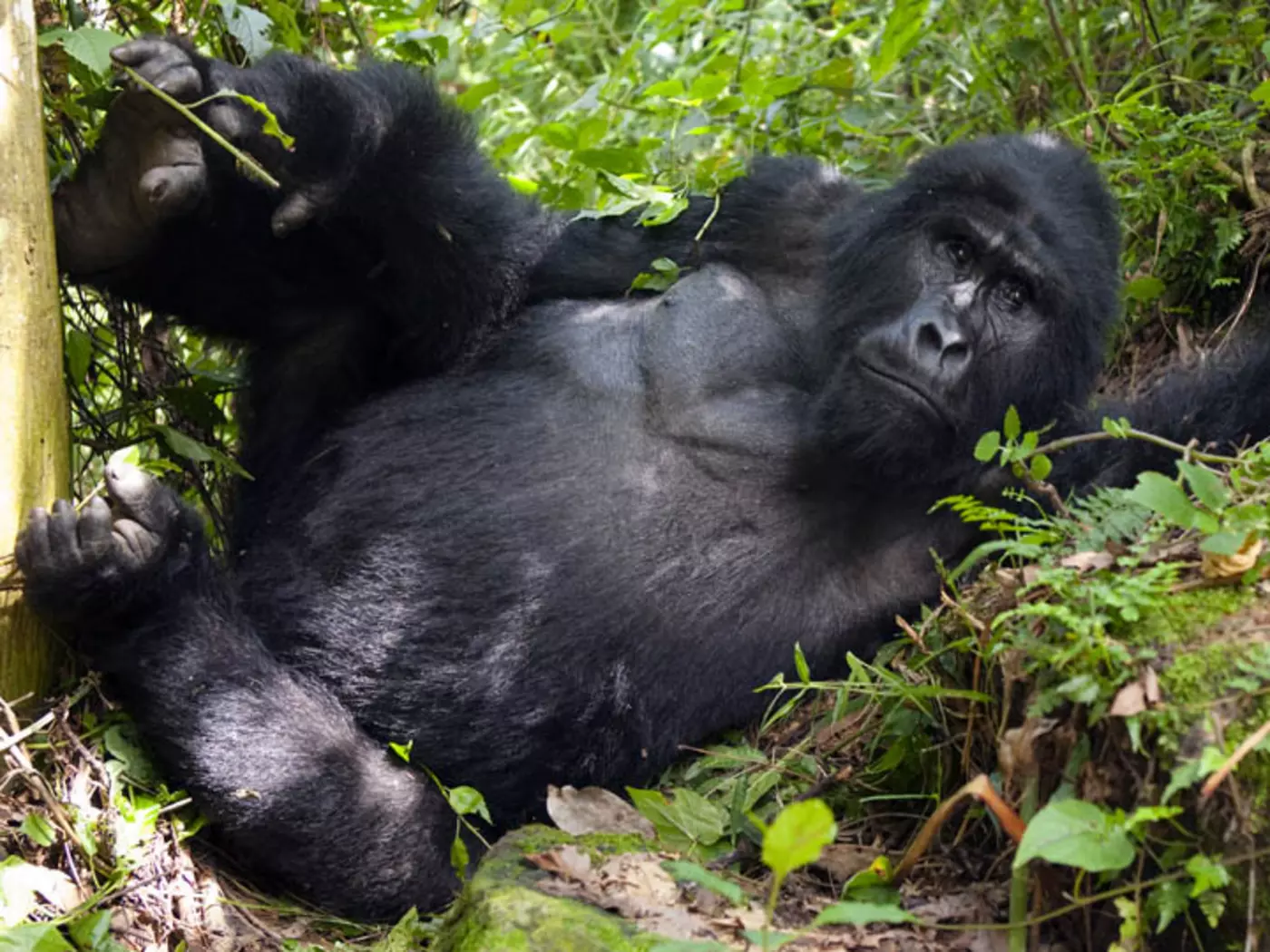Silverback in Bwindi Impenetrable Forest