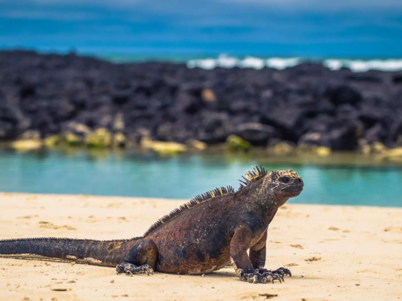 Marine Iguana