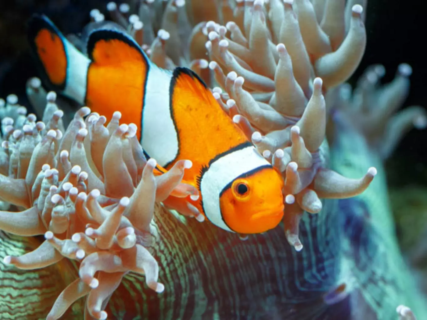 The Great Barrier Reef