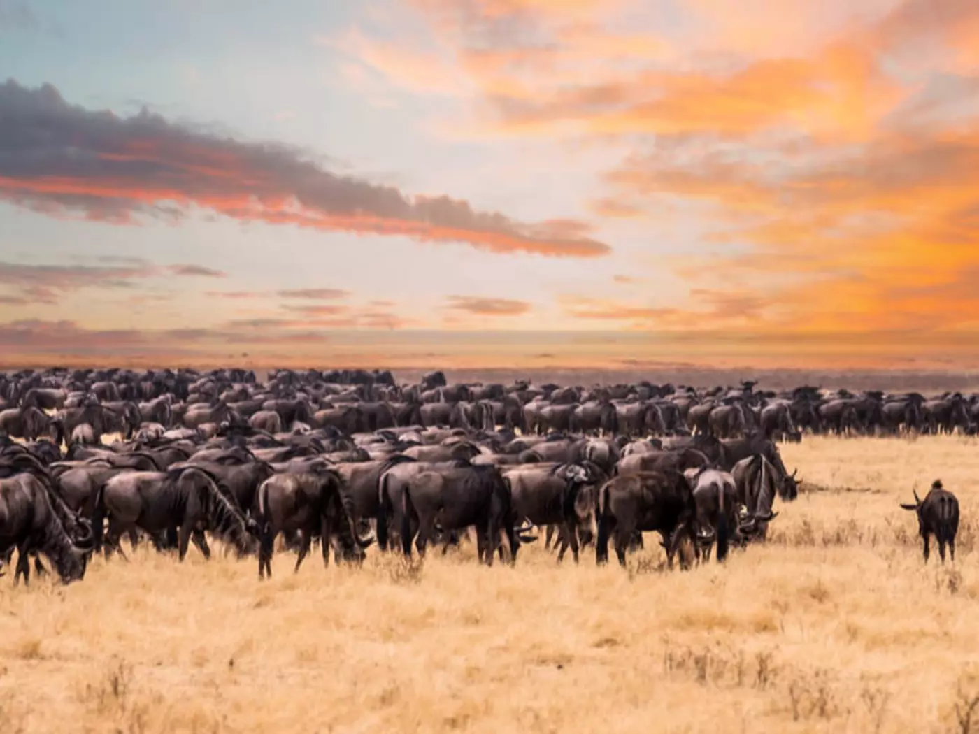 The Great Migration on the Serengeti