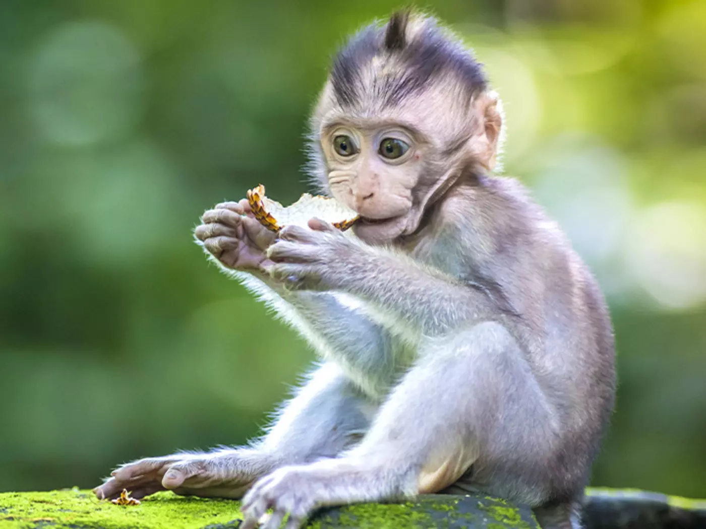 Get up and close with nature at the Sacred Monkey Forest in Ubud, a reserve populated by the Balinese long-tailed macaque