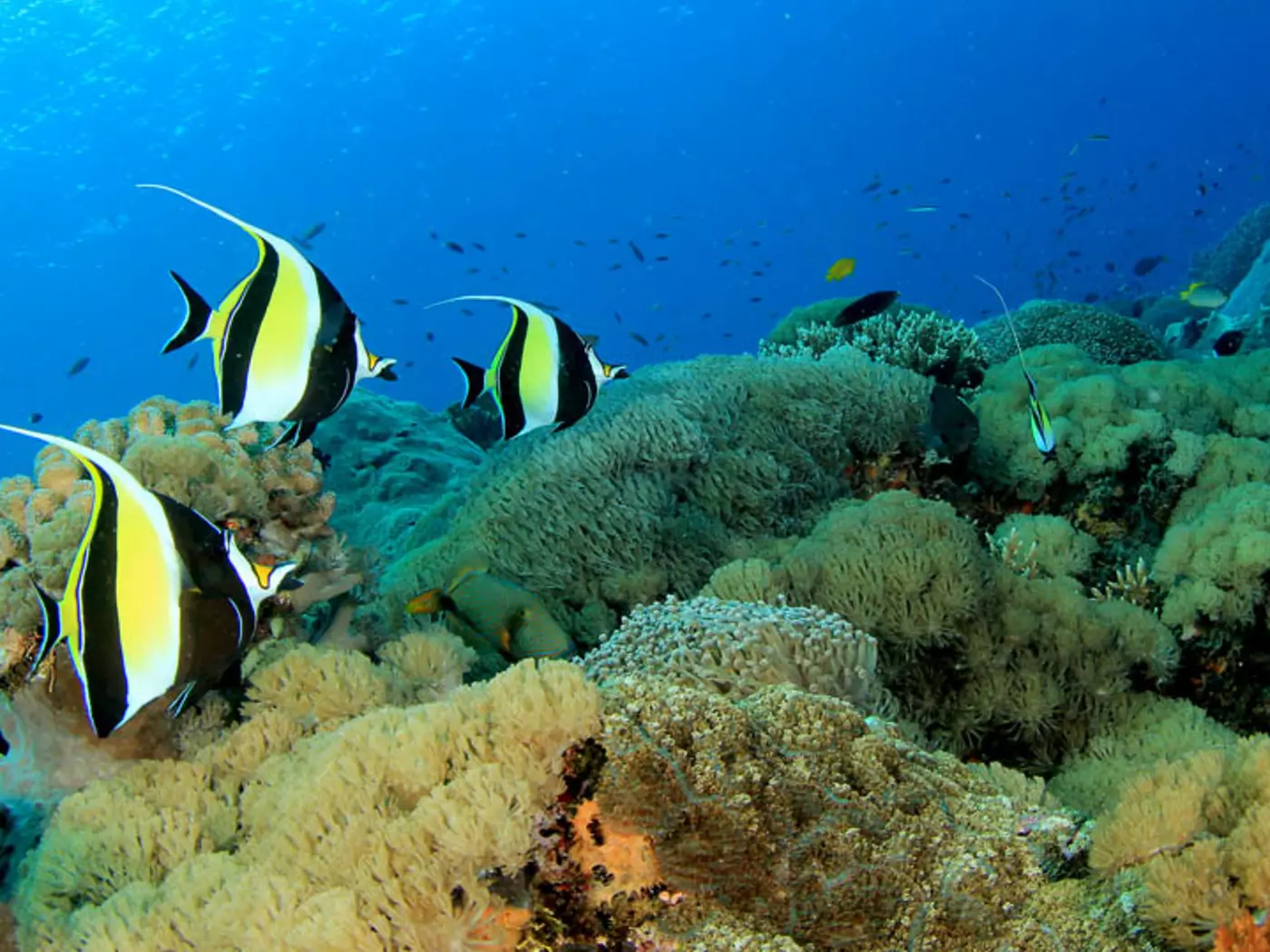 The world's largest coral reef system, The Great Barrier Reef is composed of over 2,900 individual reefs and 900 islands