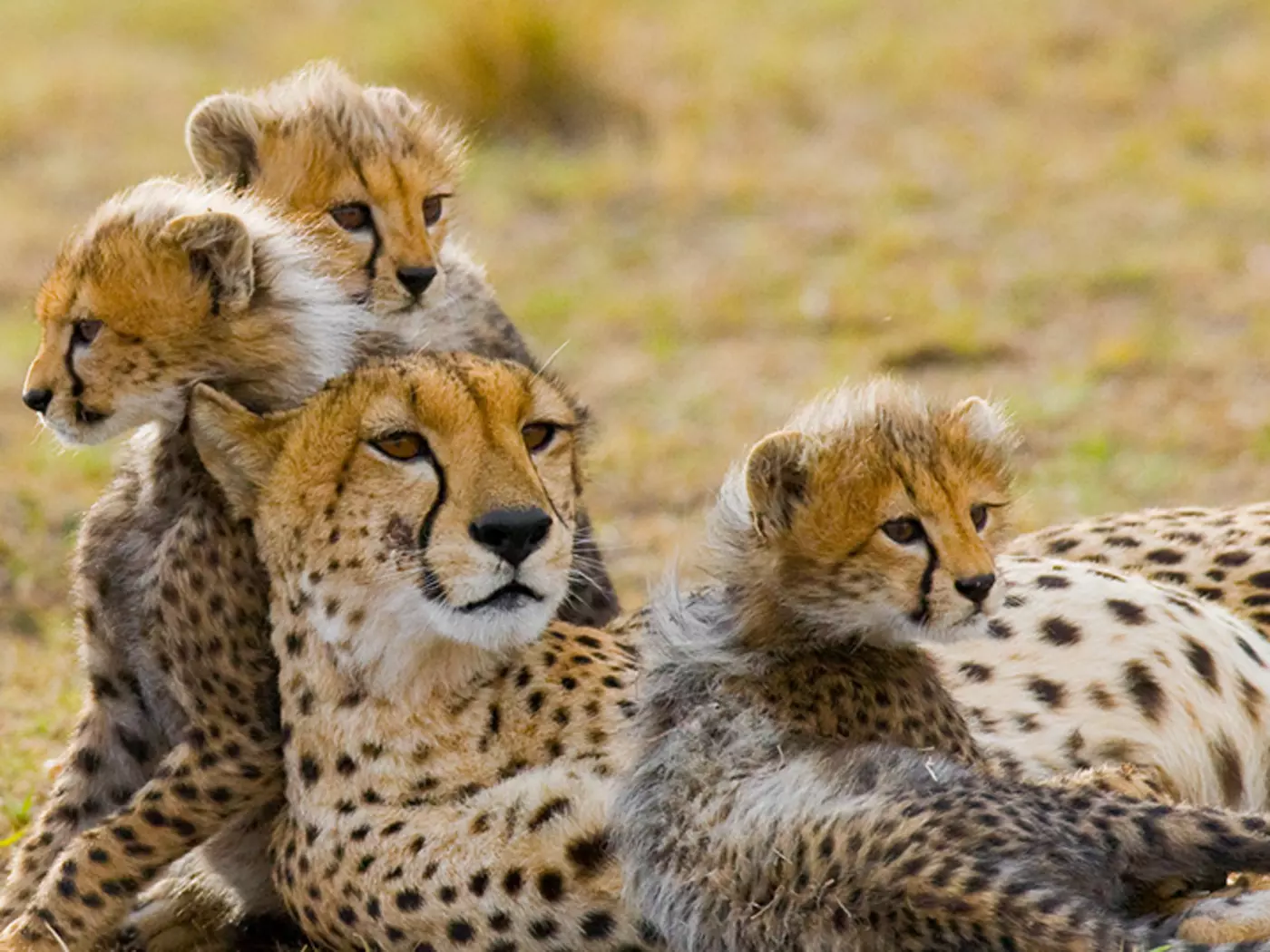 Mothers and their young in the savannah
