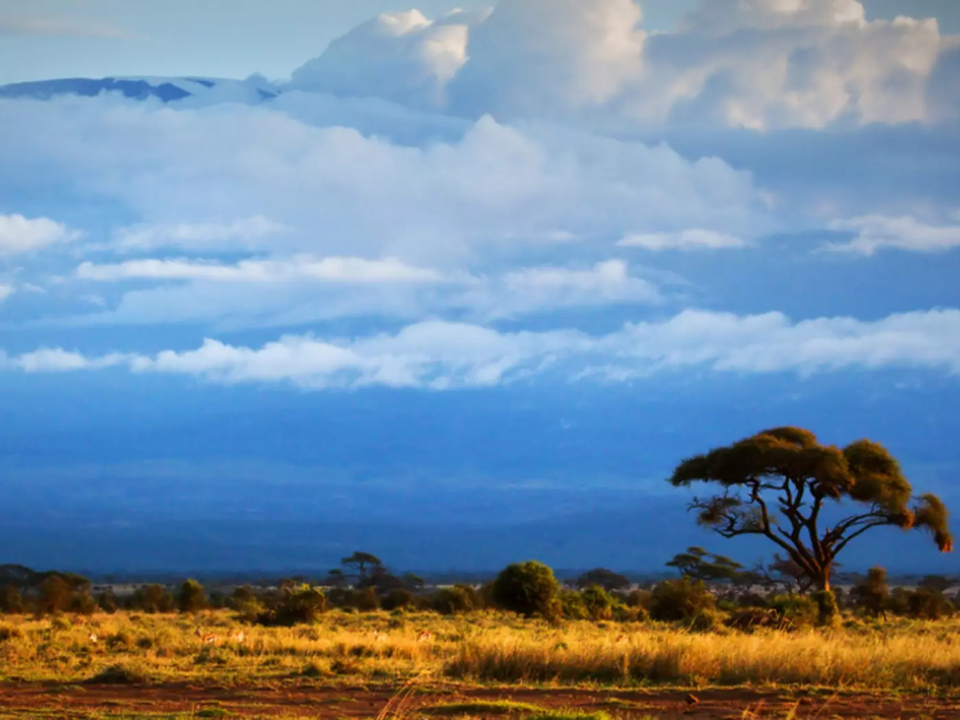 Mount Kilimanjaro acts as a stunning backdrop to Amboseli National Park