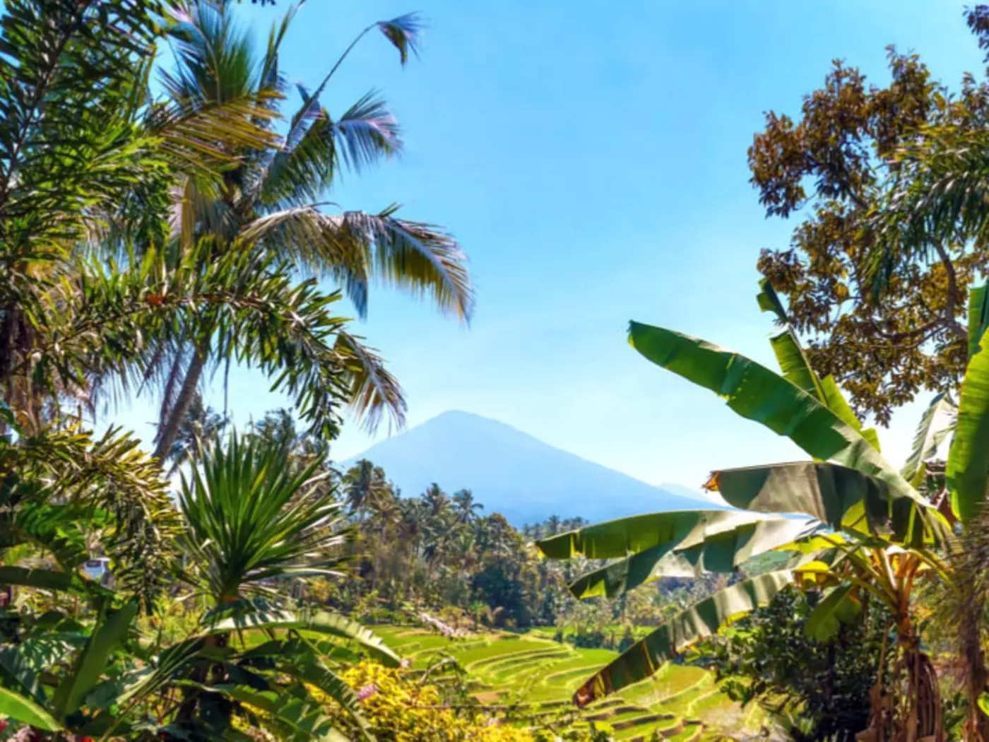 Mount Batukaru viewed from the rice fields