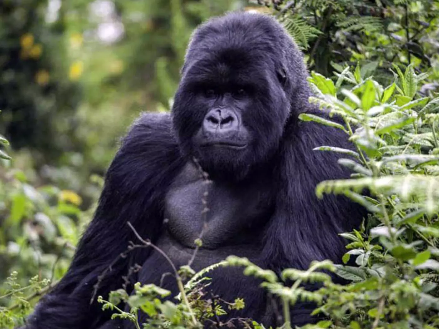 Mountain gorillas in the Virunga Mountains