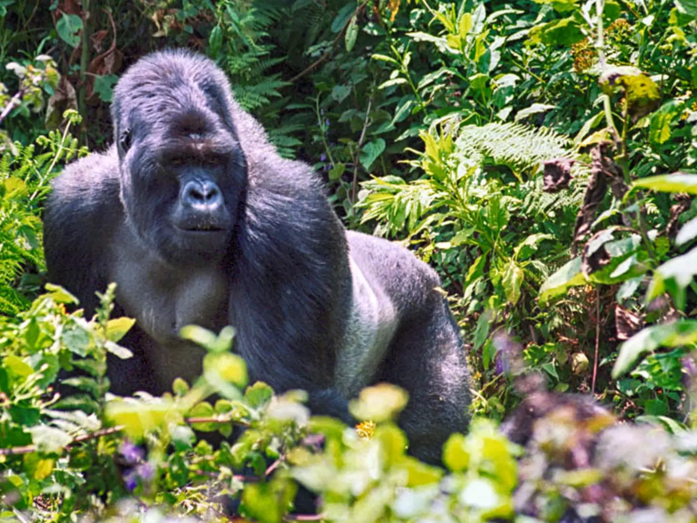 Silverbacks lead the troop