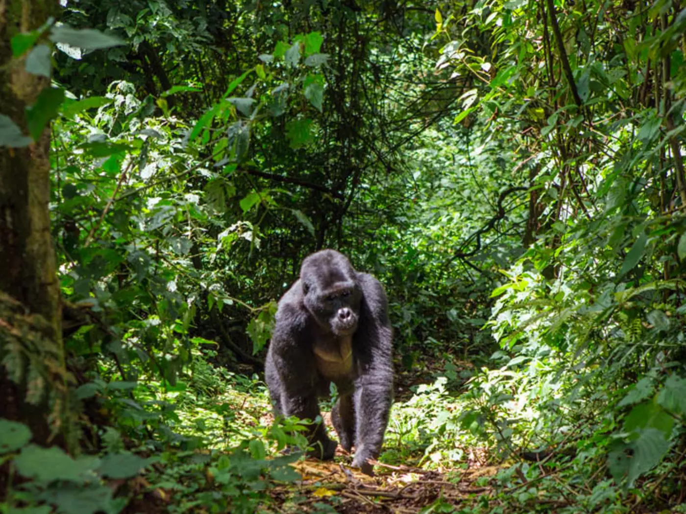 The Bwindi Impenetrable Forest is home to more than half the world's population of Mountain Gorillas