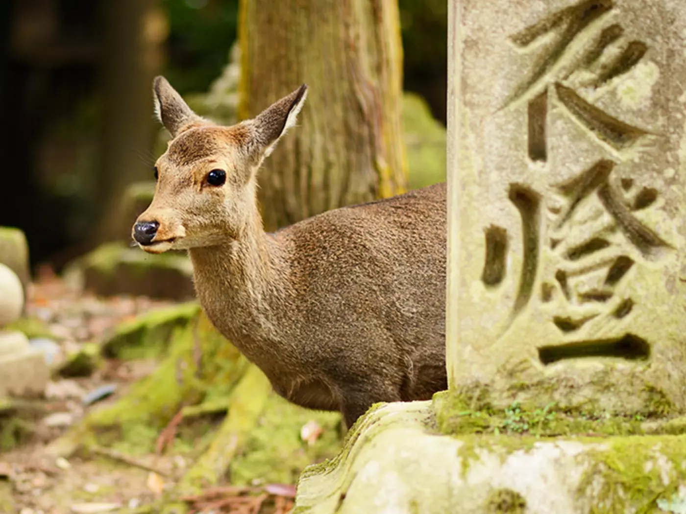 Nara Park