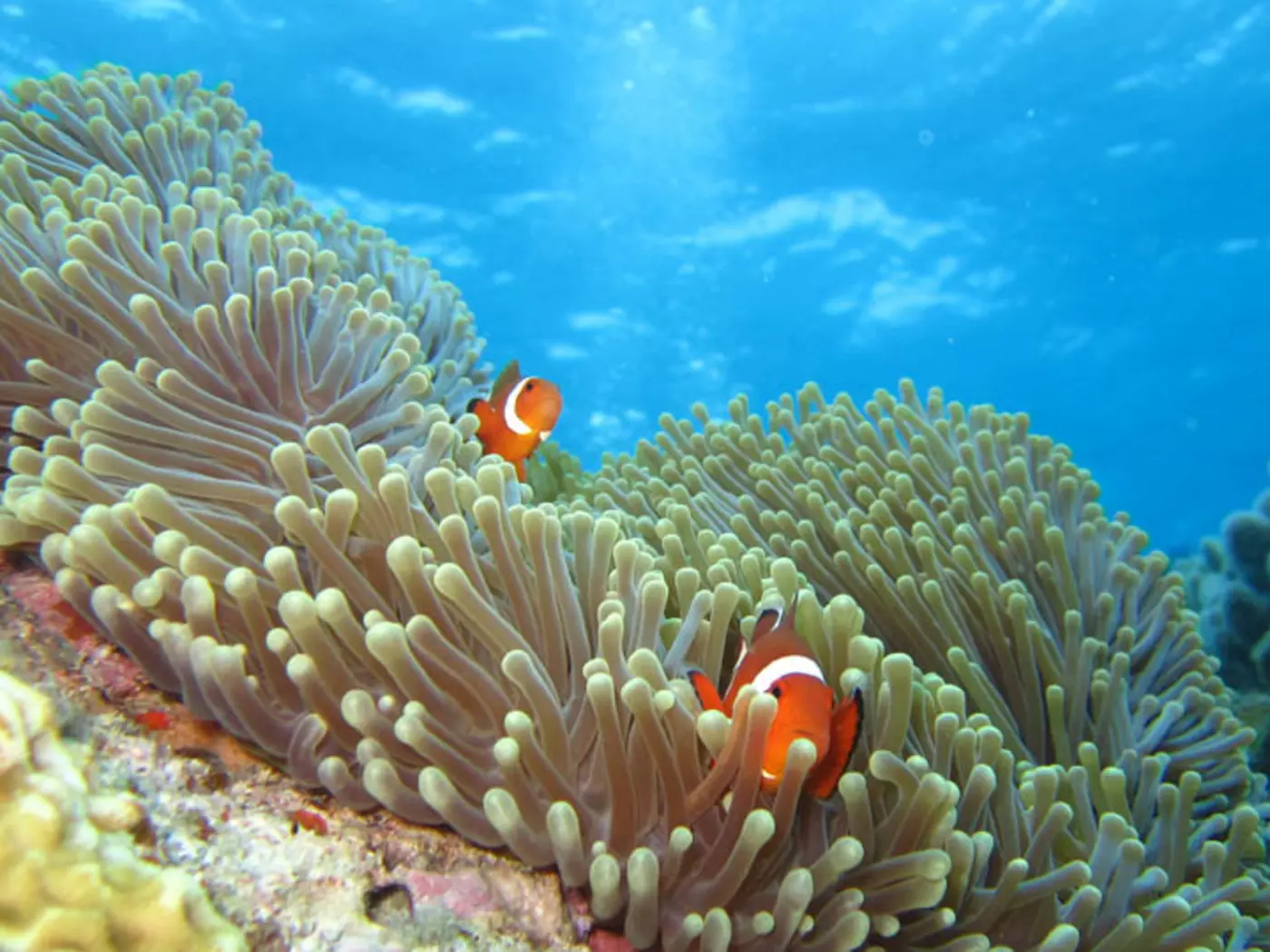 The islands boast beautiful coral reefs and abundant marine wildlife