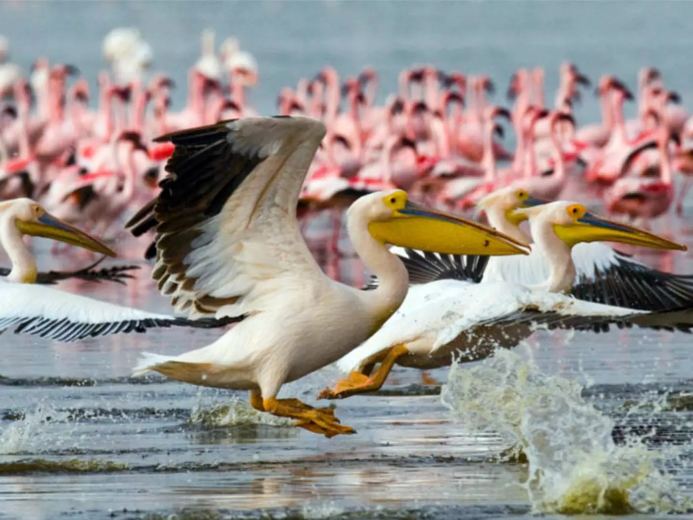 Lake Nakuru