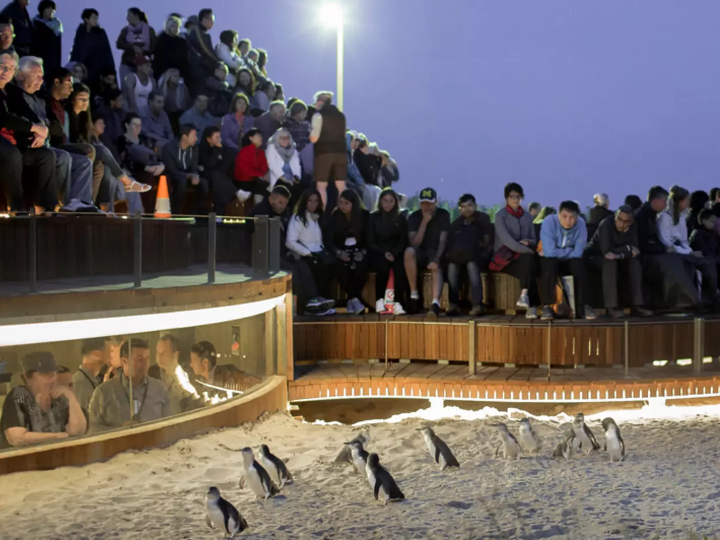 Visit Phillip Island and witness the nightly "Penguin Parade"