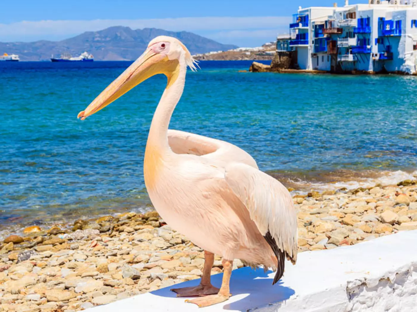 Petros, the Mascot of Mykonos