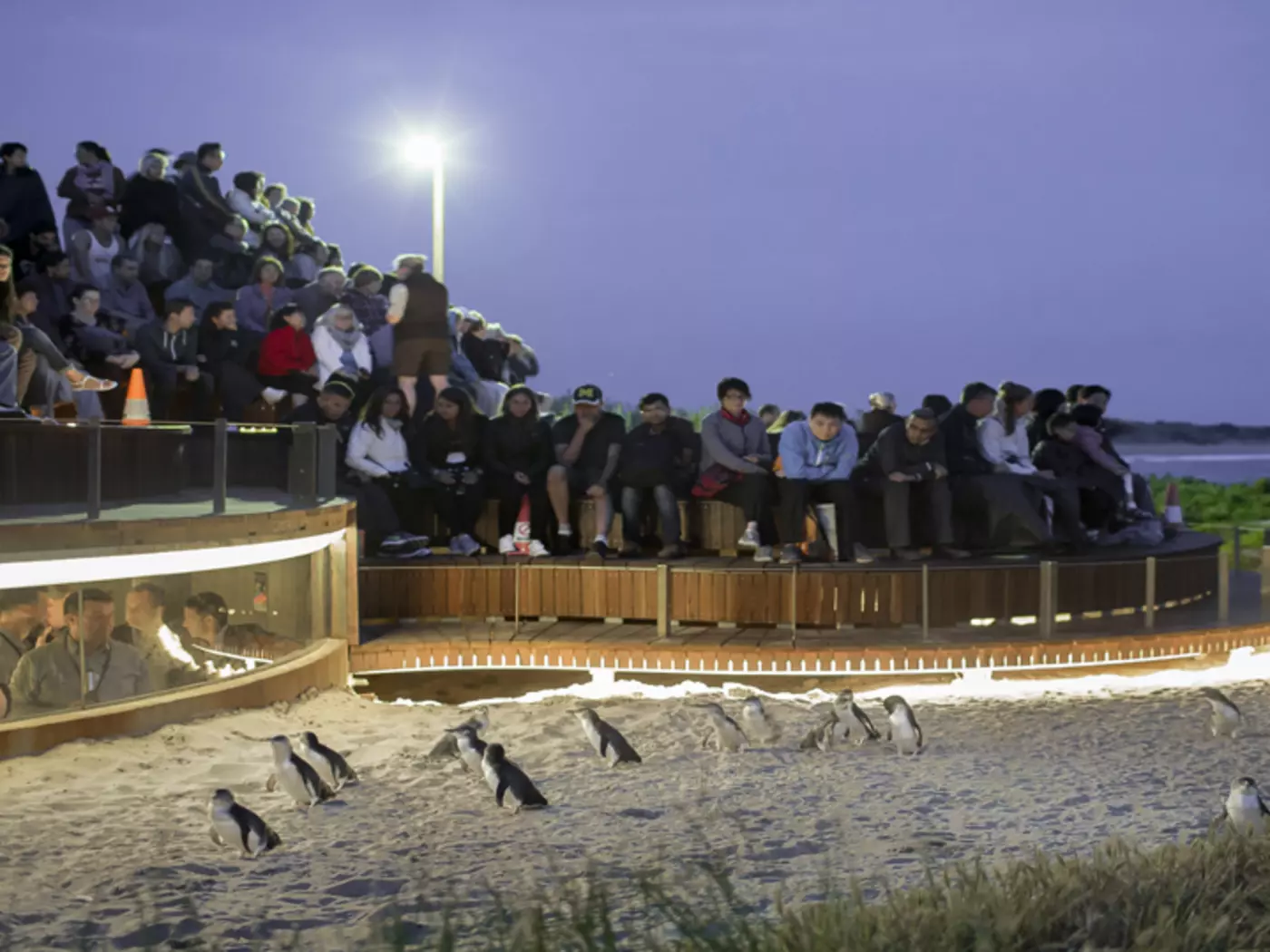 Phillip Island - Penguin Parade at dusk