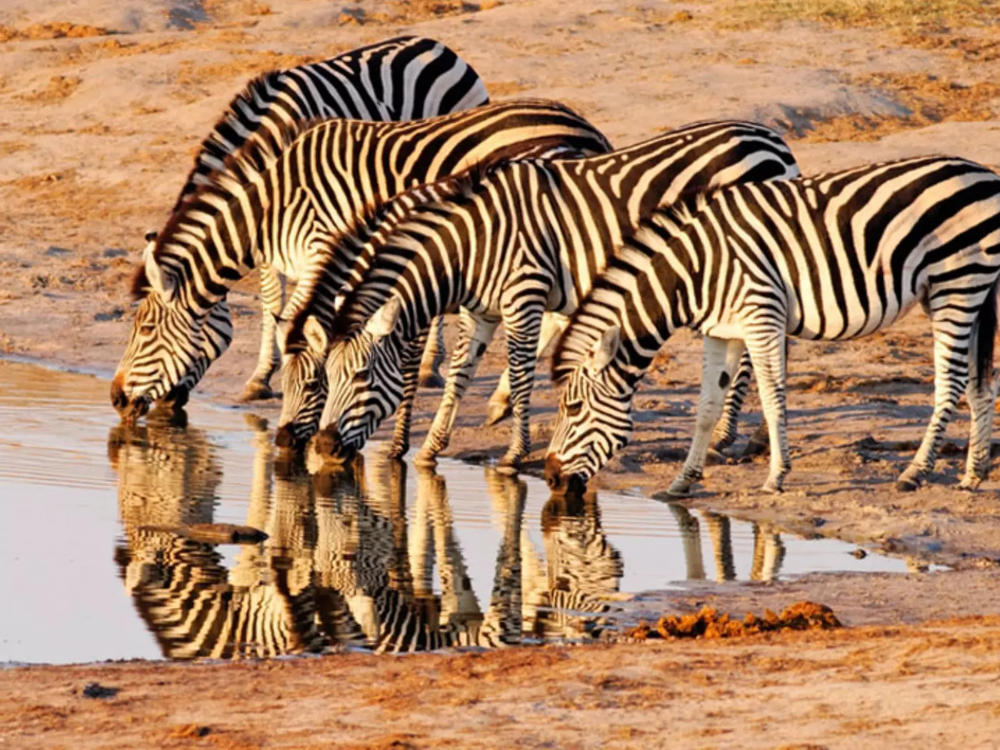 Zebra drinking at a waterhole in Hwange National Park