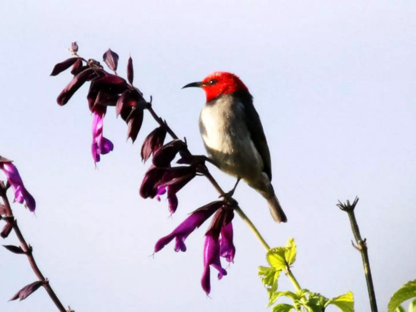Papua New Guinea Birdlife
