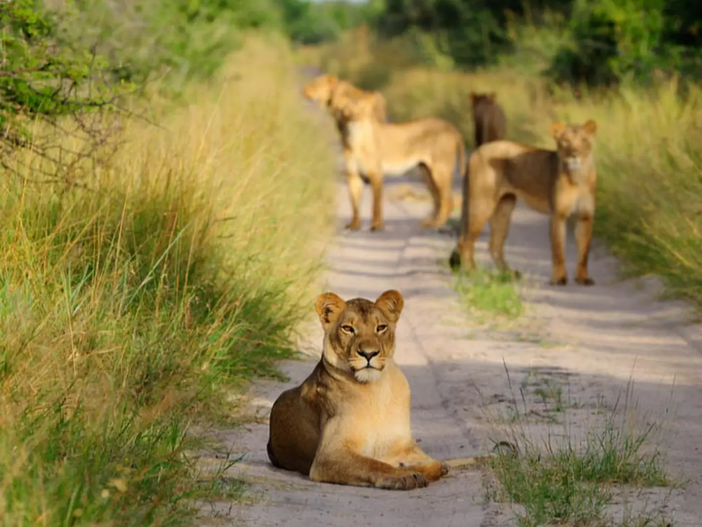 A Pride of Lions in Hwange National Park