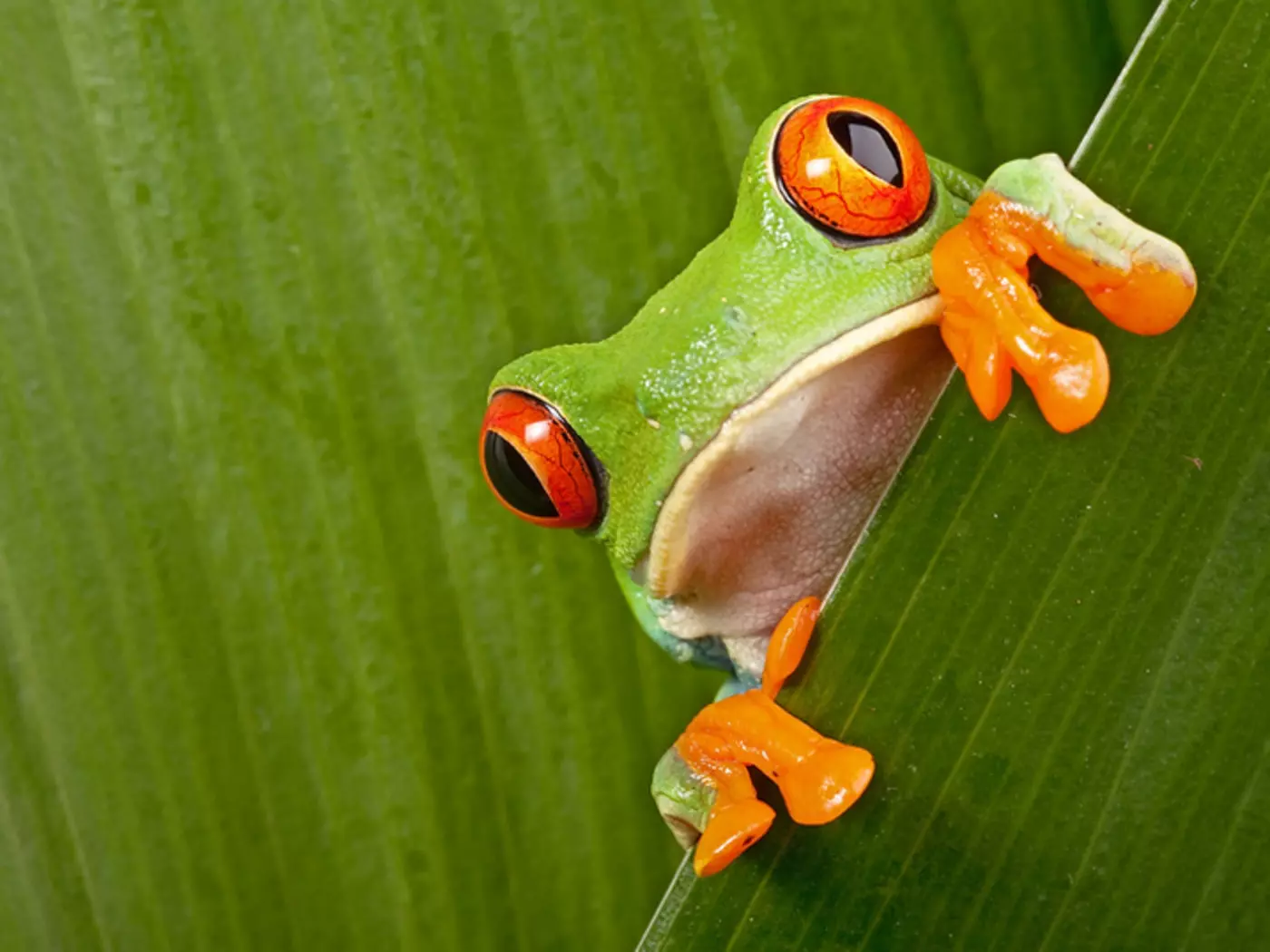 Red-eyed Tree Frog