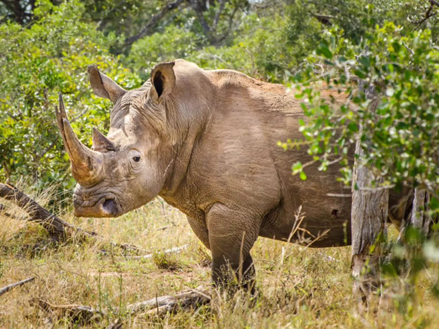 Kruger National Park