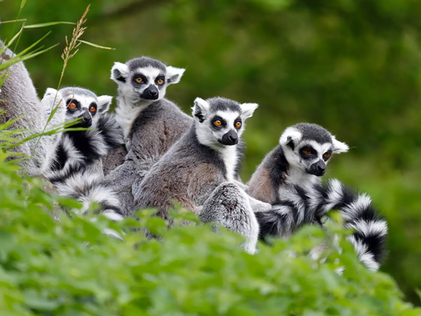 Ring-tailed lemurs Ring-tailed lemurs