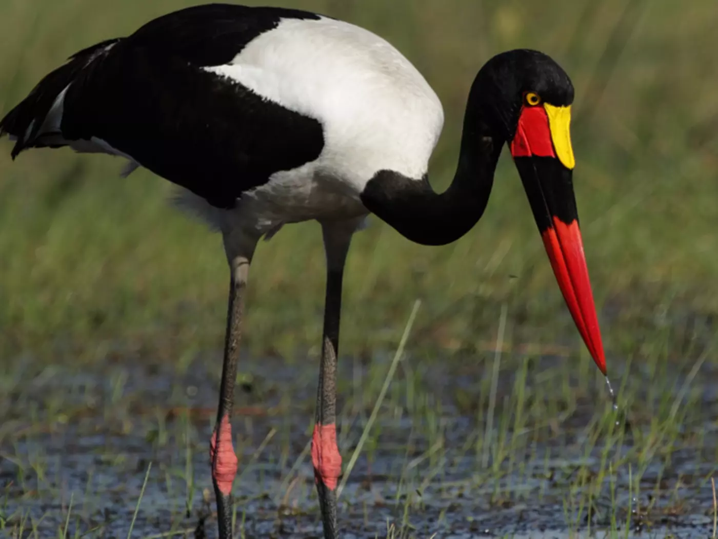 The Okavando Delta