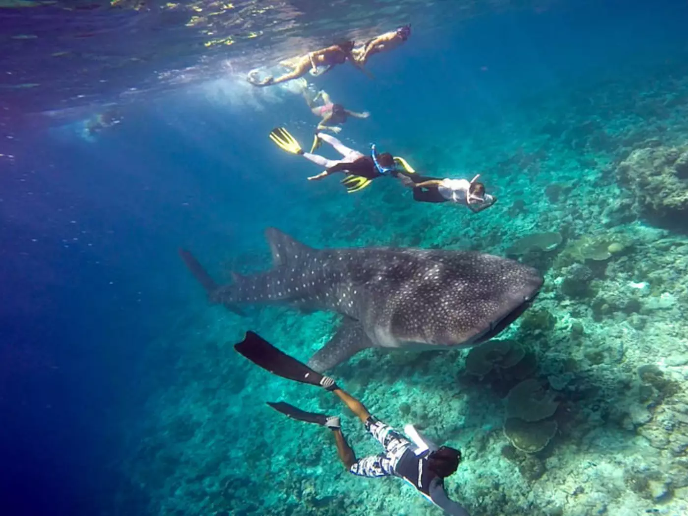 The coral reefs surrounding the Maldives are home to a diverse range of marine life