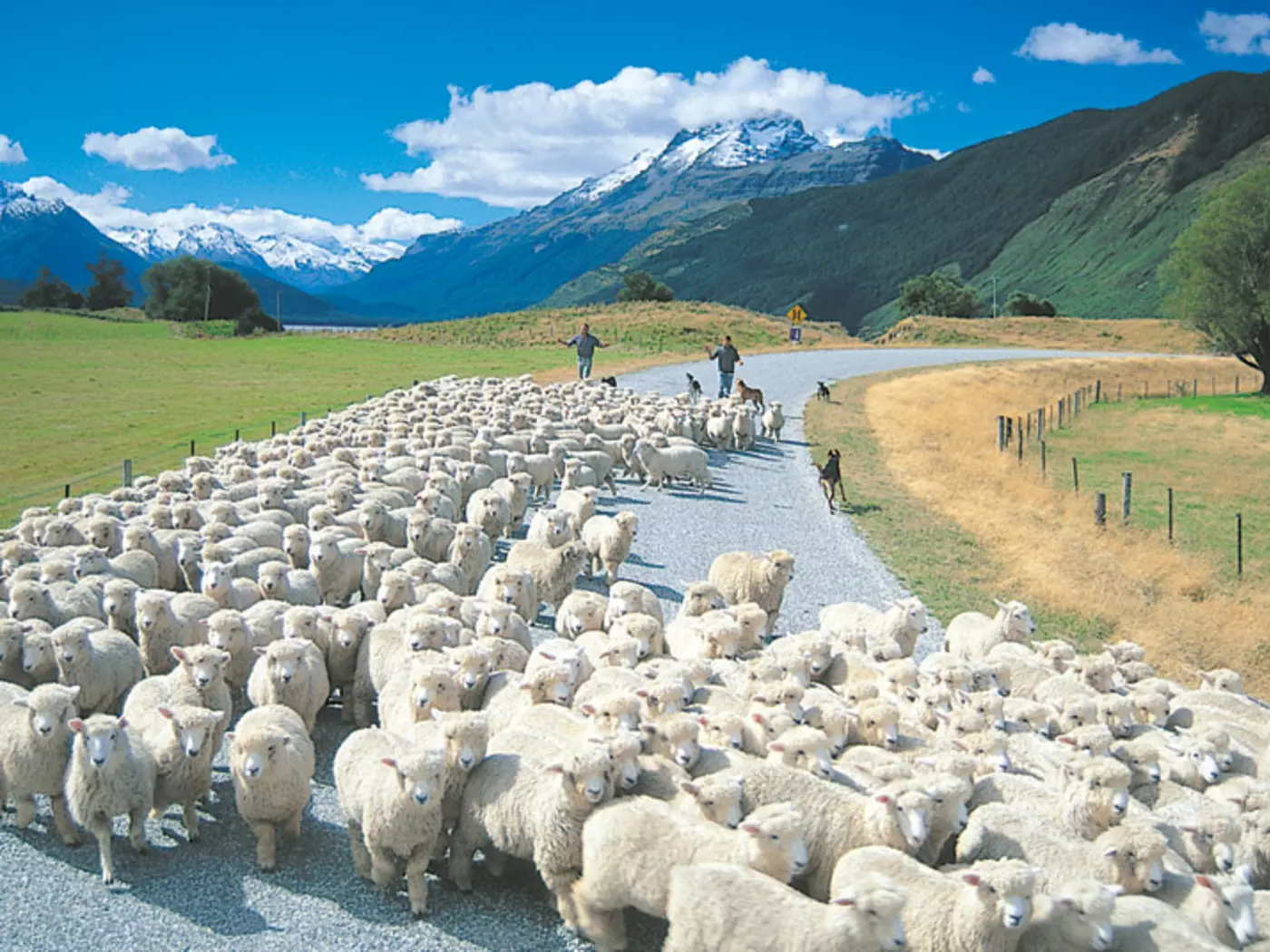 South Island "Rush Hour"