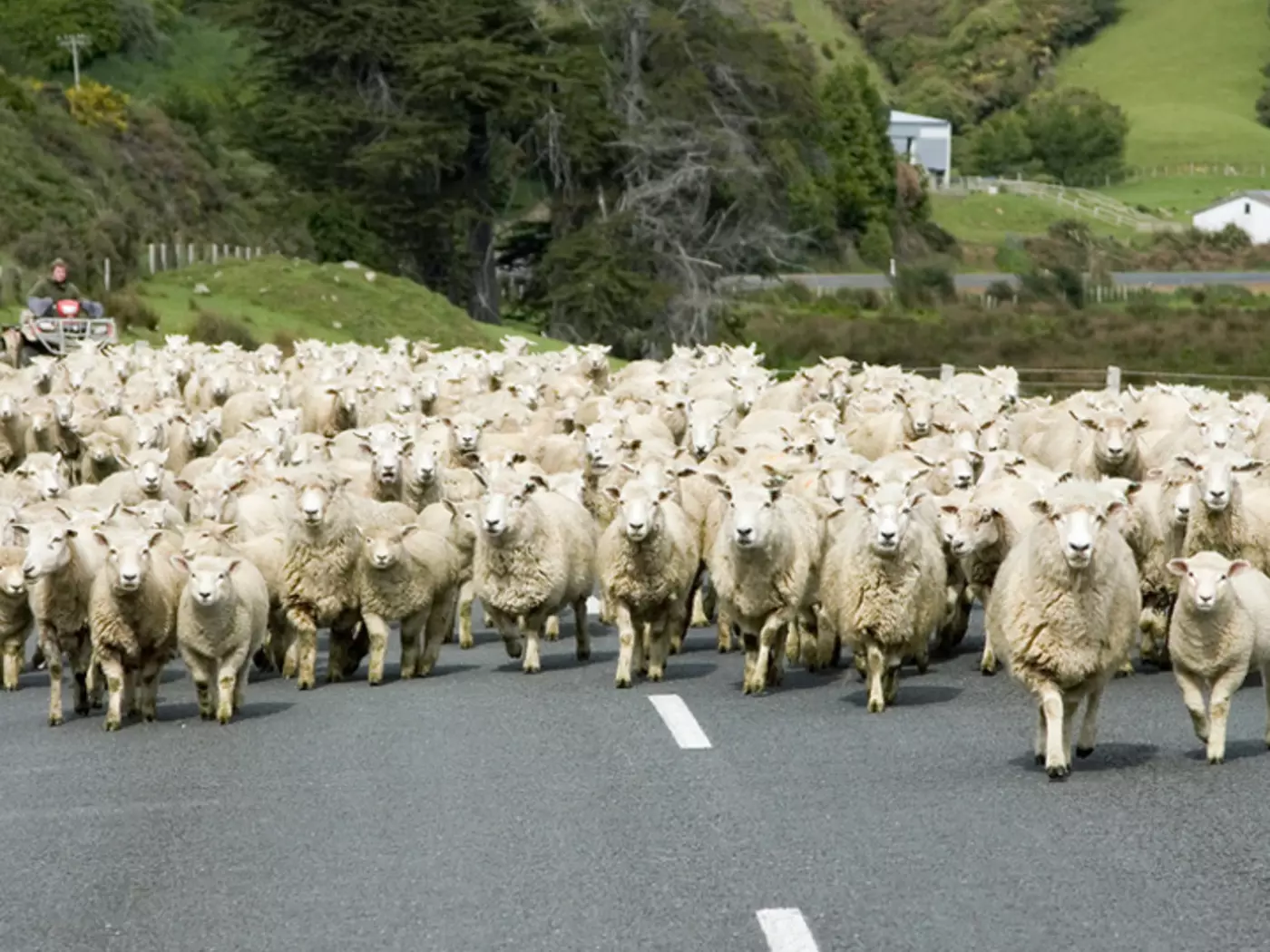 Traffic Jam in New Zealand