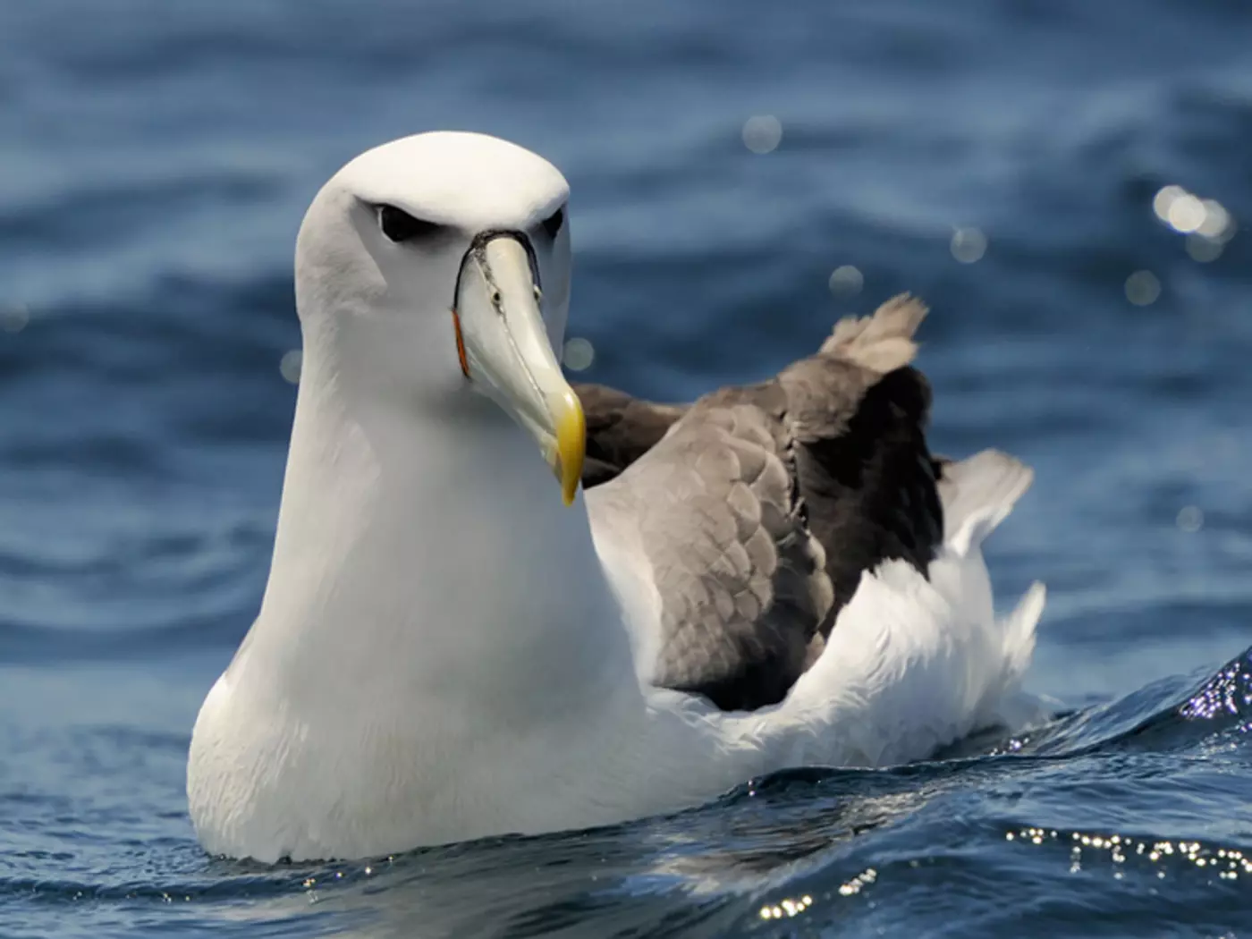 Albatross