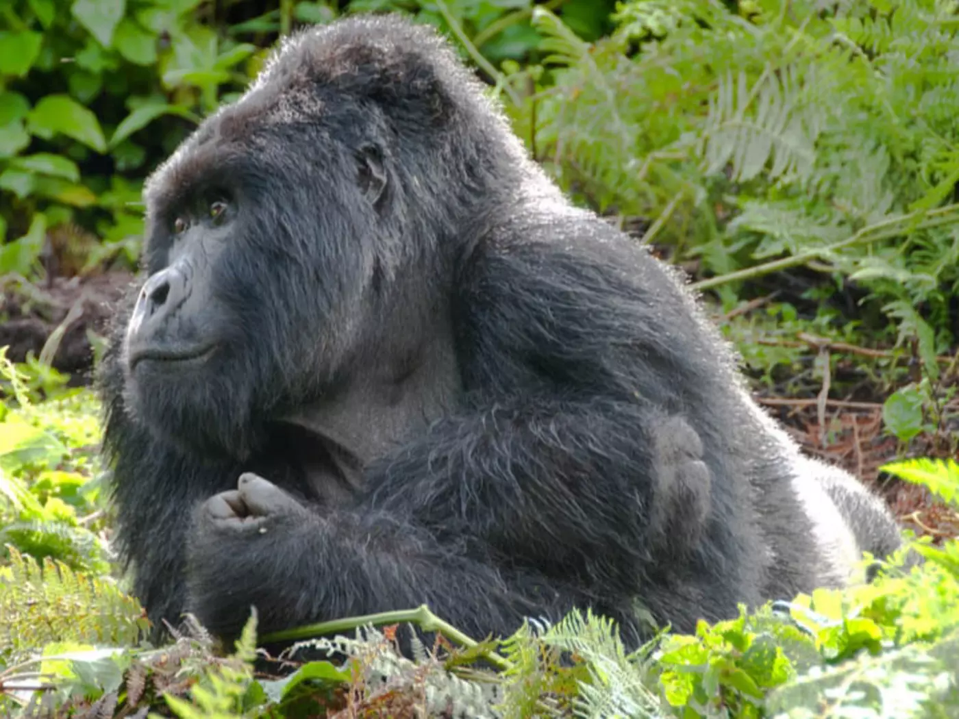 Gorillas live in troops
