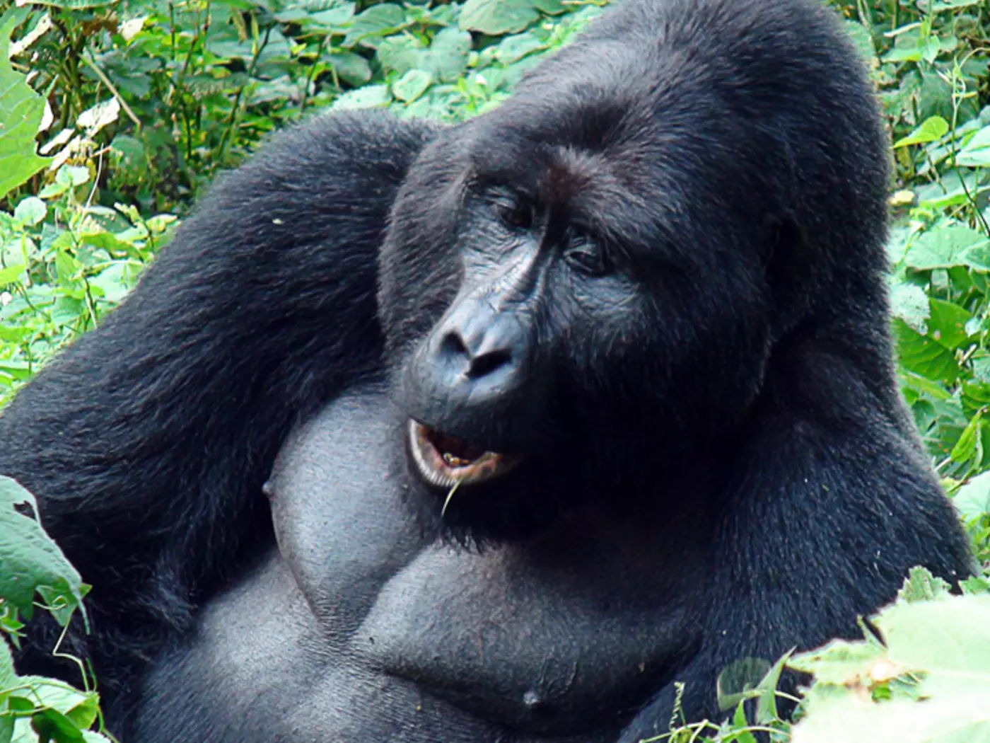 Silverback Mountain Gorilla