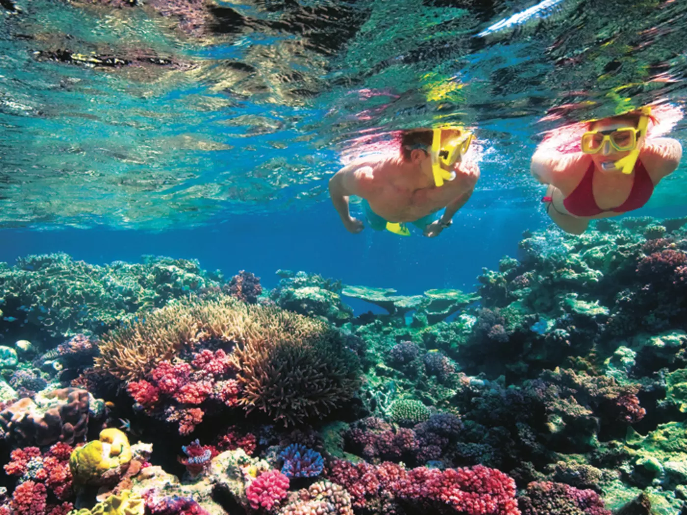 The Great Barrier Reef Home to diverse marine life, the Great Barrier Reef is the largest coral reef system in the world