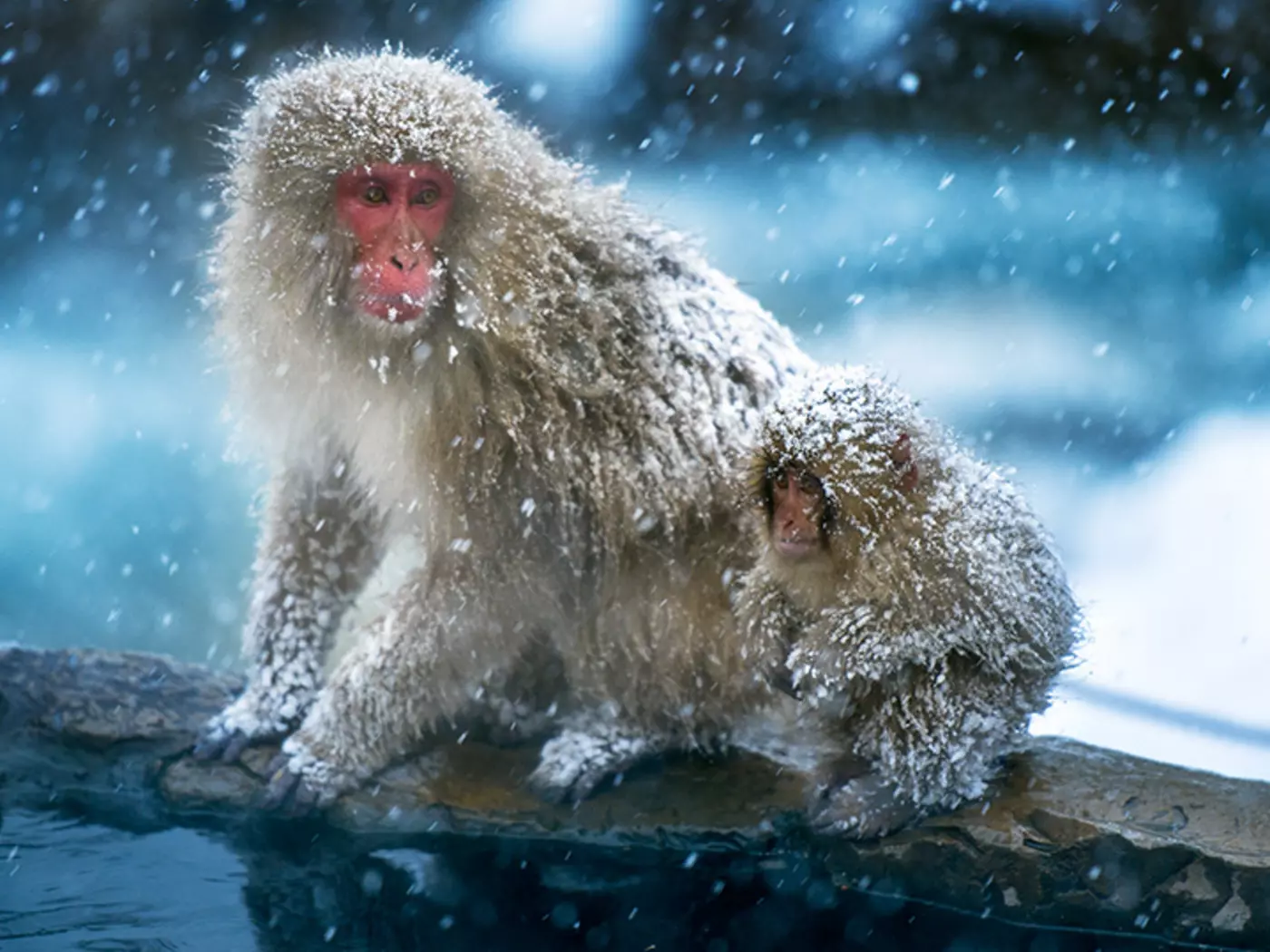 The Japanese macaque or snow monkey lives further north than any other primate