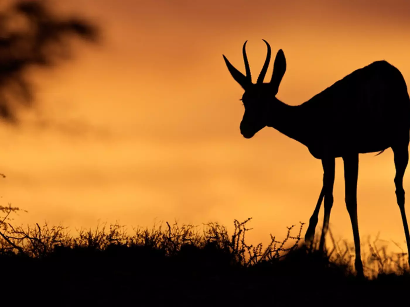Springbok antelope silhouetted against a red sky, Kalahari Desert