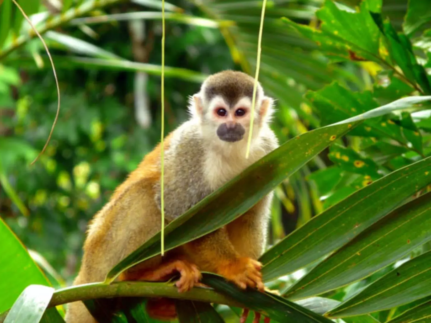 Manuel Antonio National Park