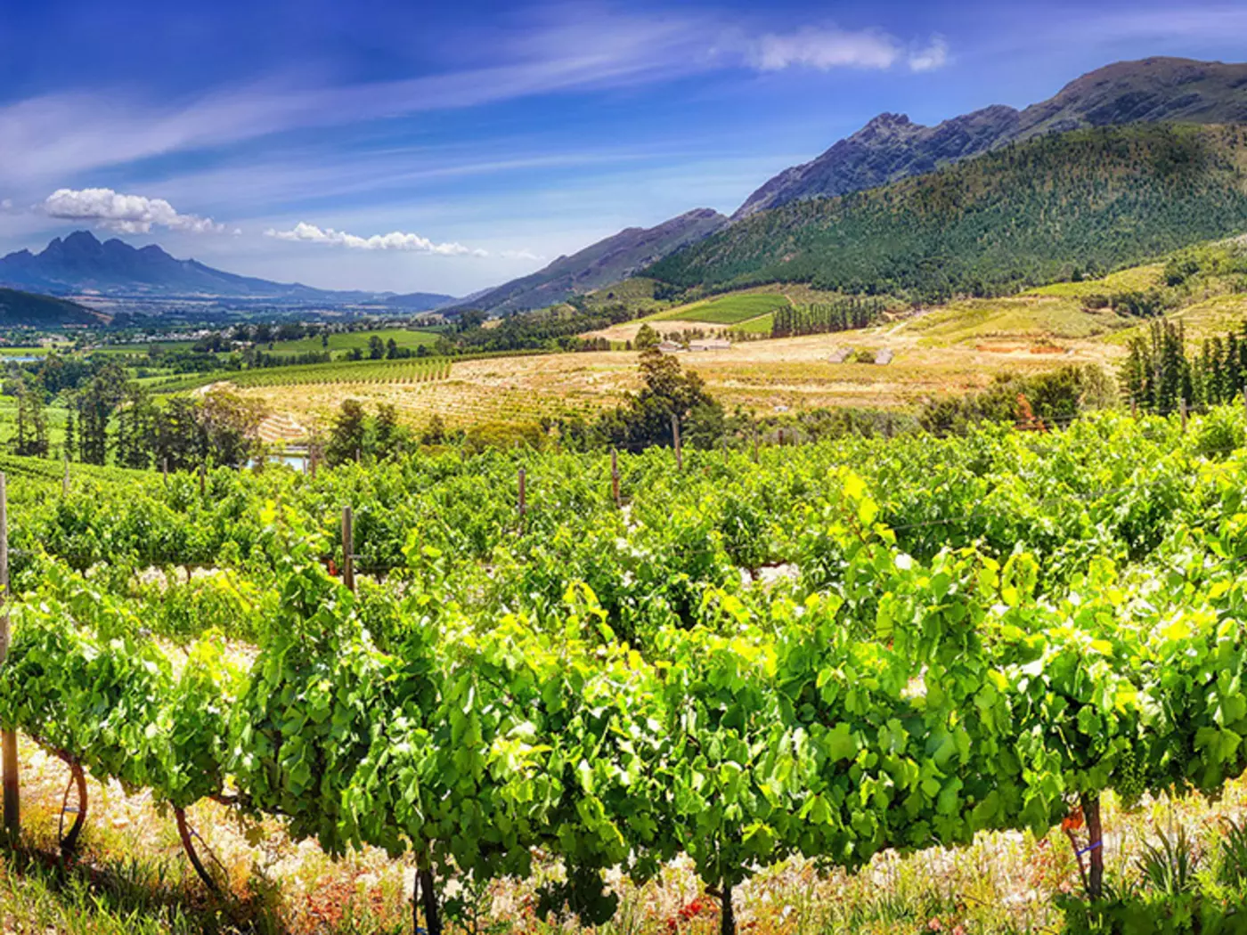 Close to Cape Town, the Cape Winelands produce South Africa's most exquisite wines