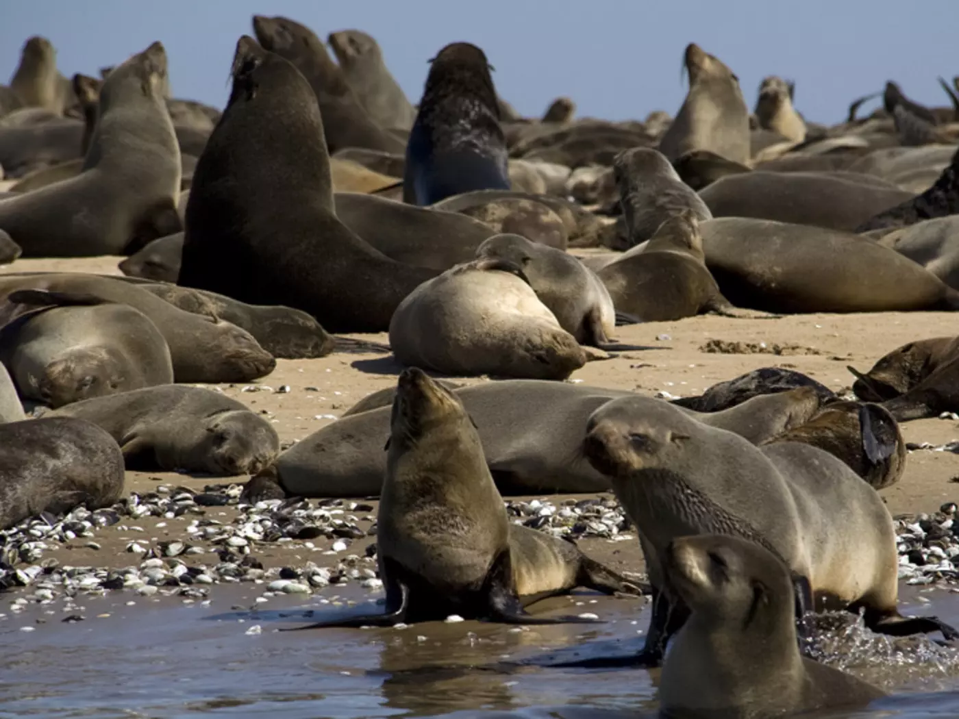 Cape fur Seals