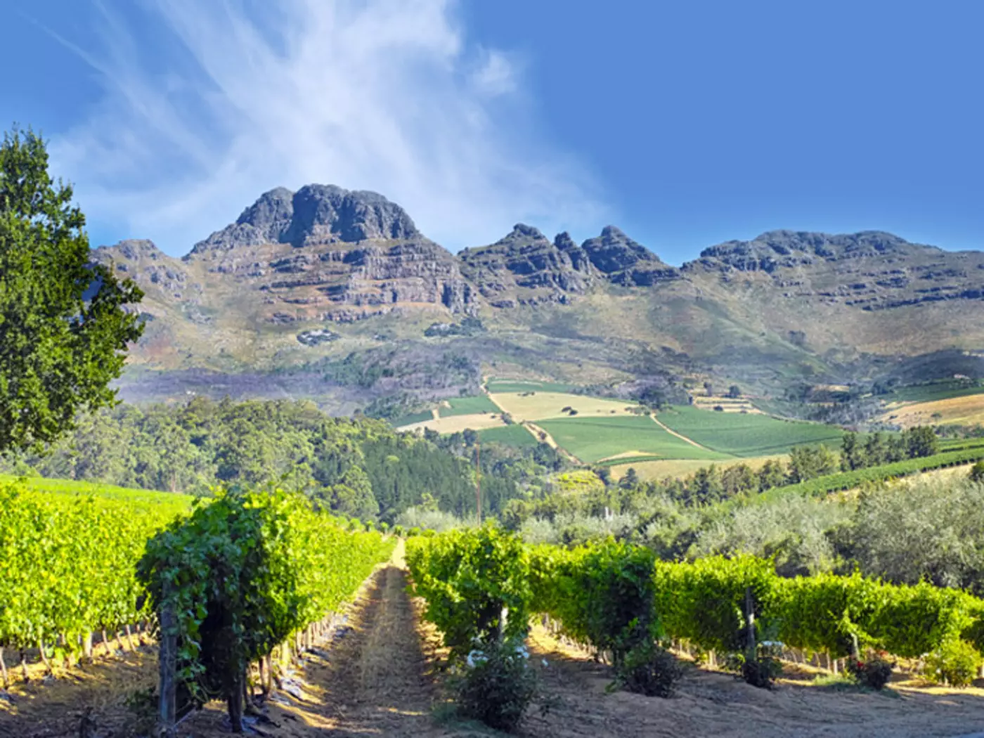 The Cape Winelands Cape Winelands