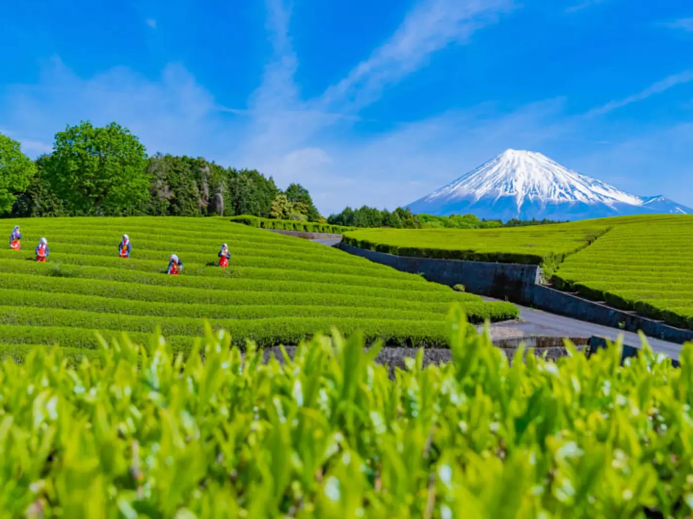 Shizuoka is the largest tea-producing area in Japan