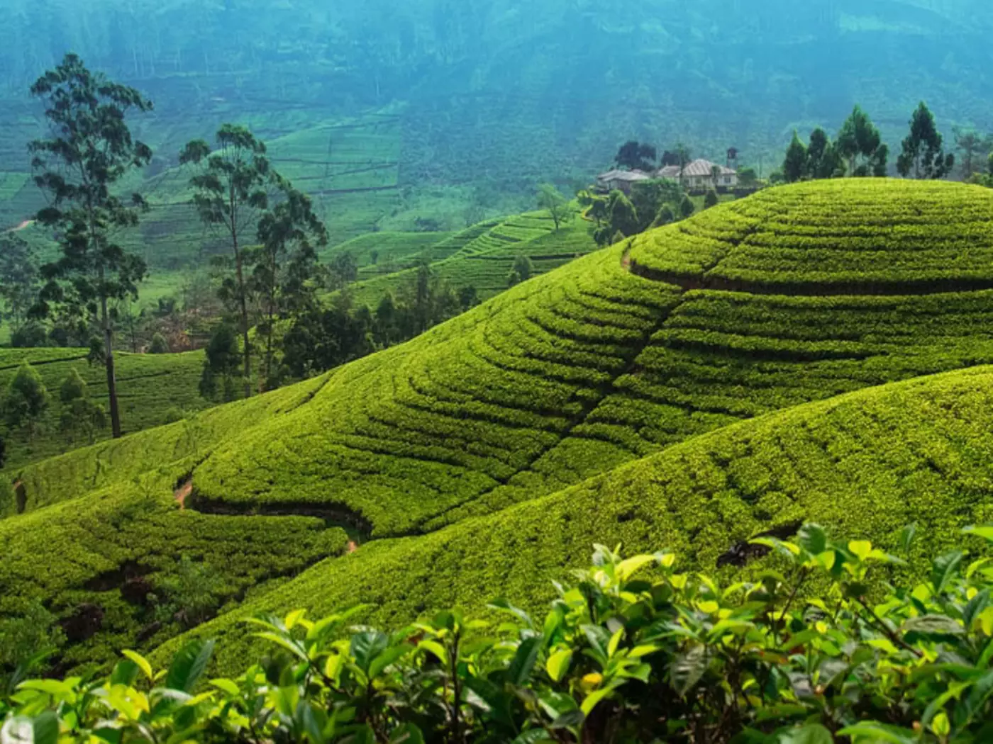 Tea plantation in up country near Nuwara Eliya