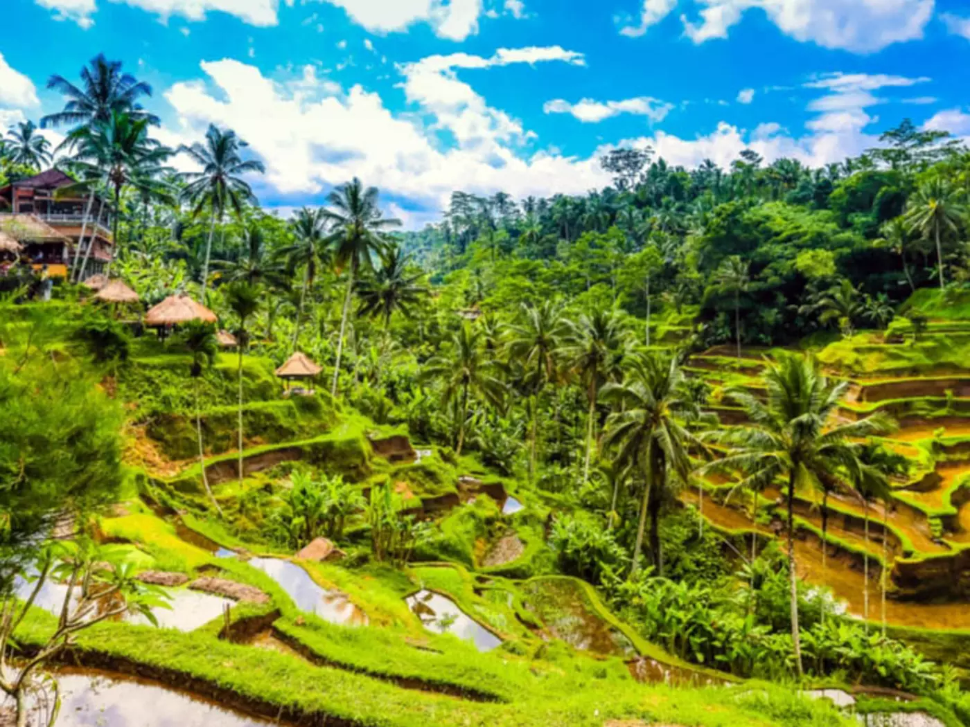 Tegallalang Rice Terraces, Ubud