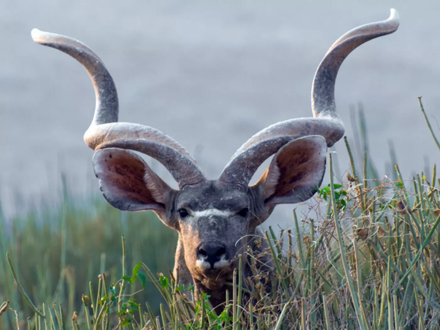Etosha National Park