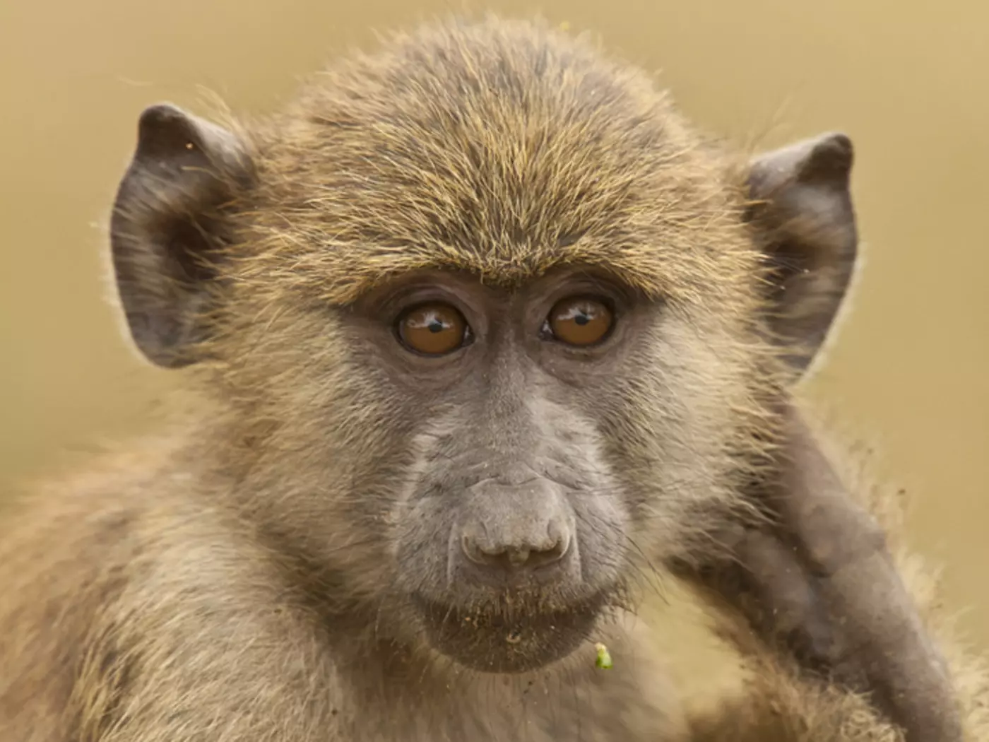 The look of a green monkey in Amboseli National Park