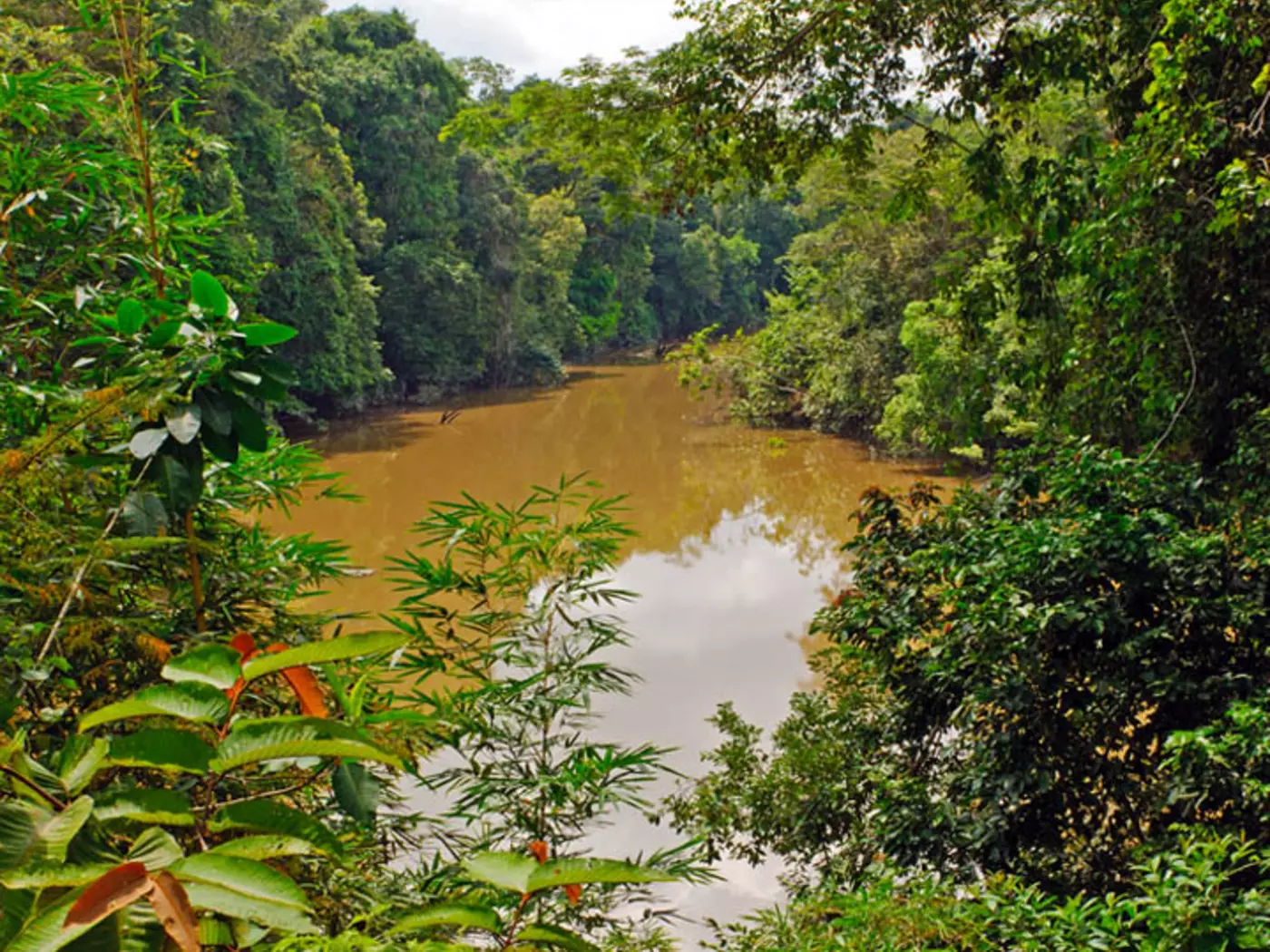 Amazon Jungle
