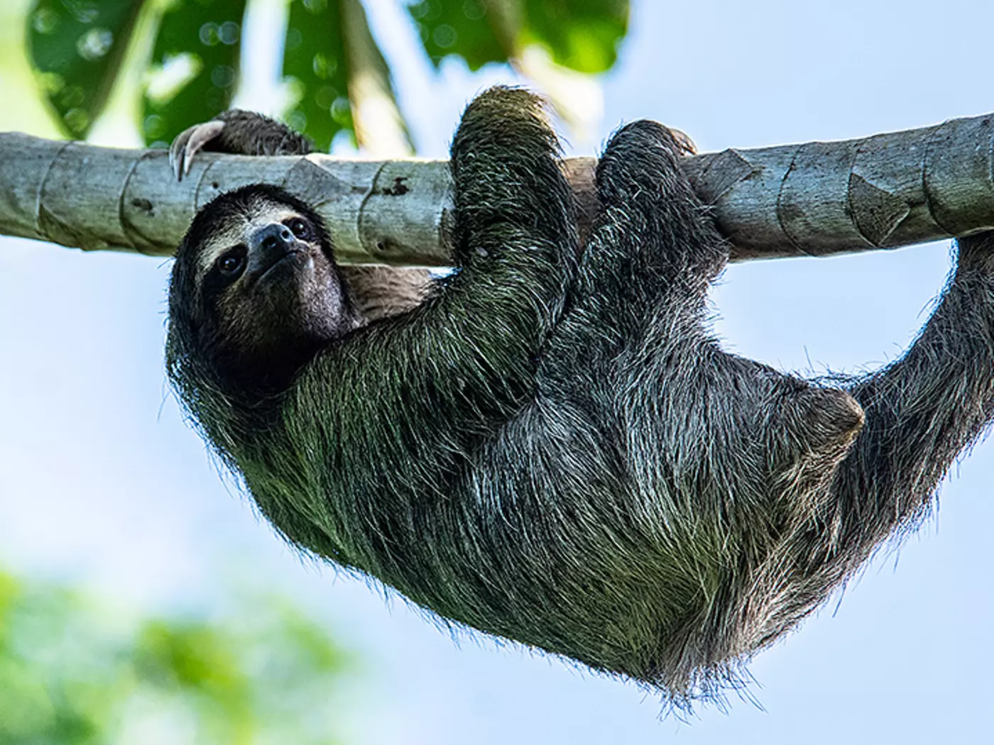 Three toed sloth