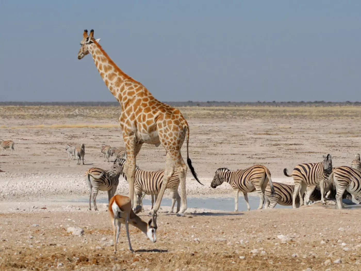 Animal life in the Namib desert