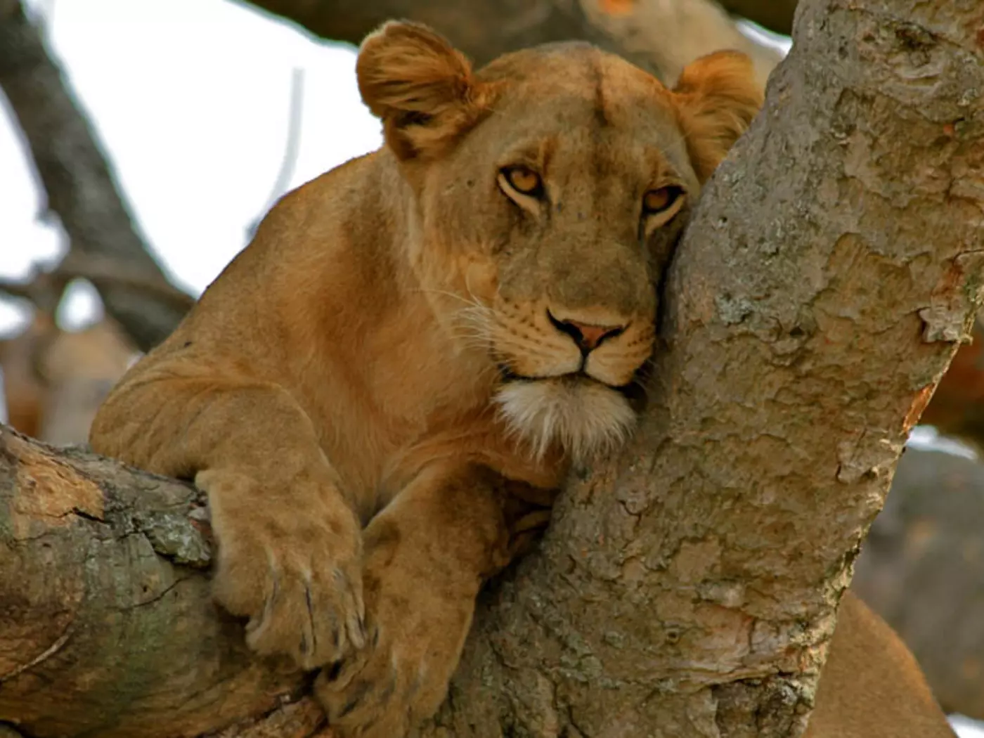Queen Elizabeth National Park
